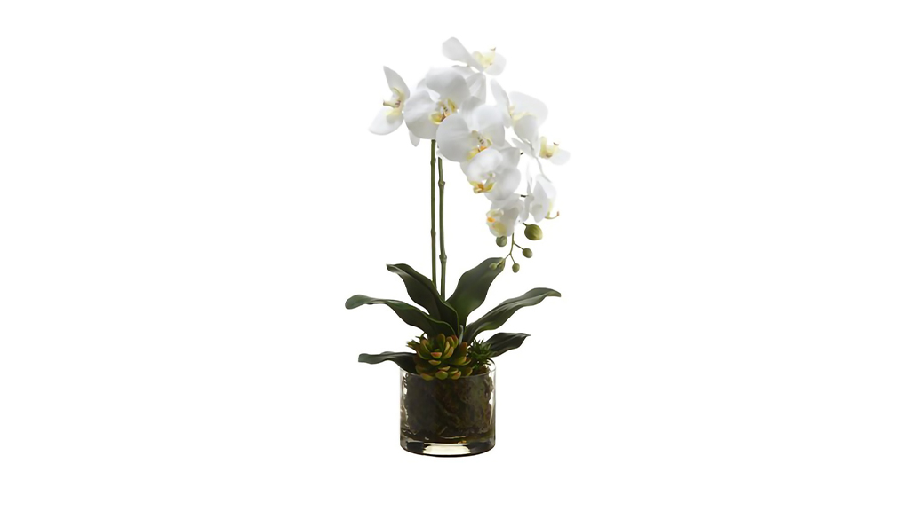 ARREGLO DE FLORES PHALAENOPSIS ECHEVERIA - WHITE YELLOW 20 PULG