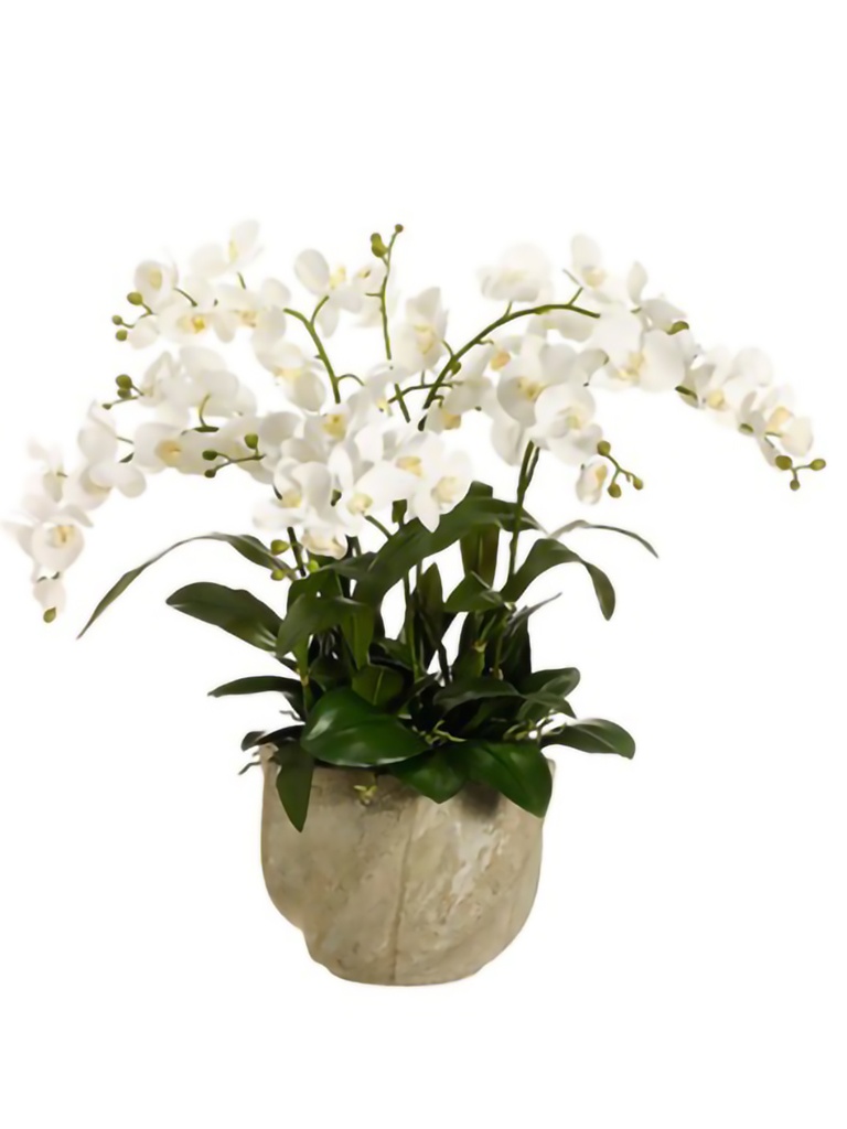 ARREGLO FLORAL PHALAE.ORCHID (P)WH