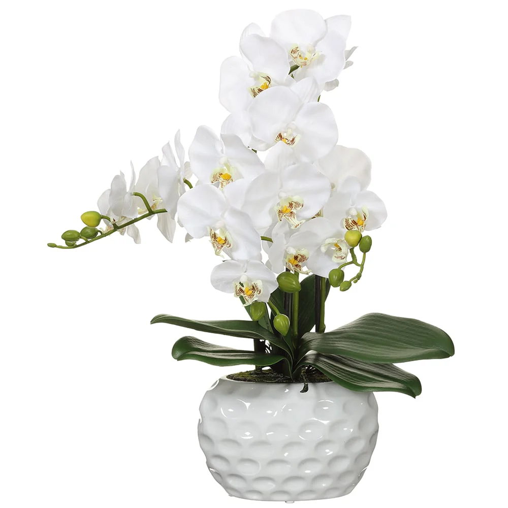 ARREGLO FLORAL PHALAENOPSIS WHITE 232