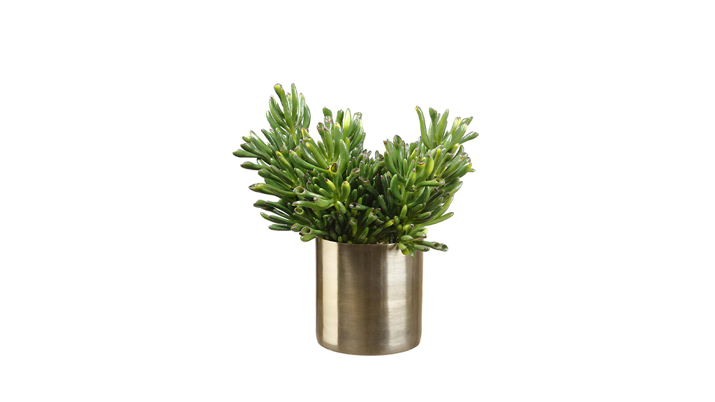 ARREGLO FLORAL CORAL SUCCULENT