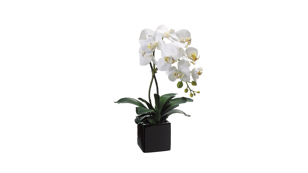 ARREGLO FLORAL PHALAENOPSIS CREAM - YELLOW 987