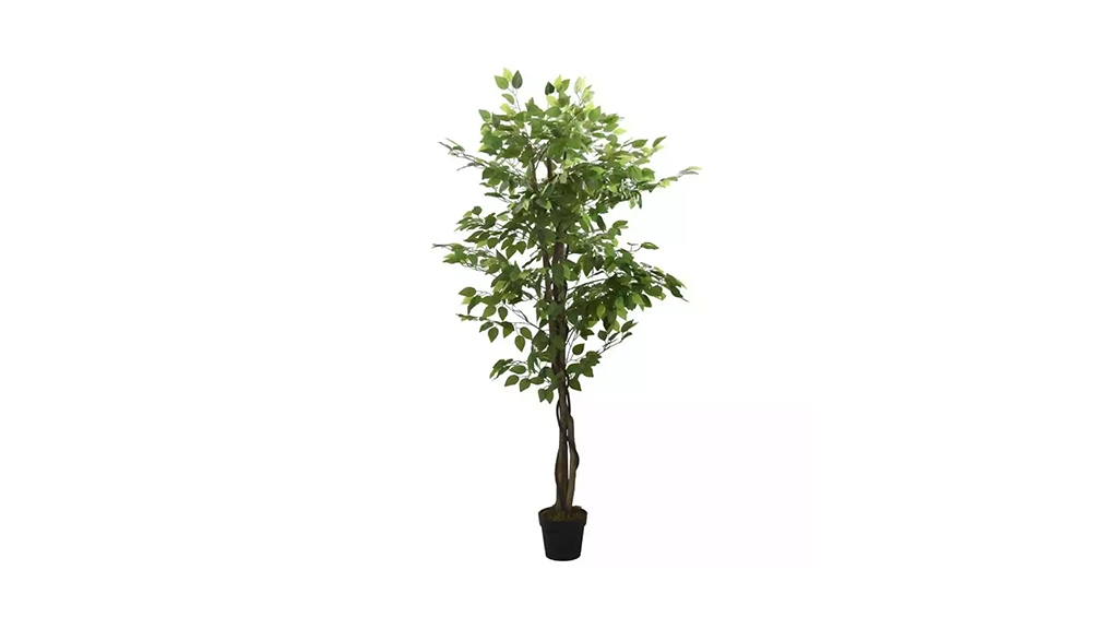 PLANTA DE PISO FICUS TREE 756