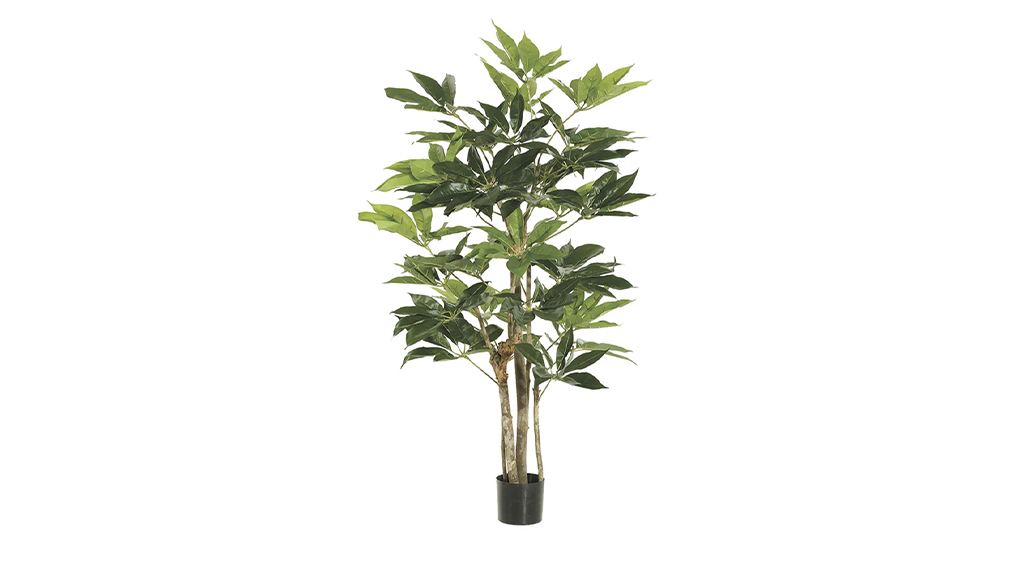 PLANTA DE PISO SCHEFFLERA TREE